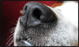 Scent work - dog's nose